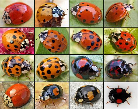what species are most similar to ladybugs